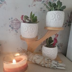 Check out these beautiful succulents